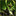 PUGNA