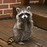 Stupid_Raccoon