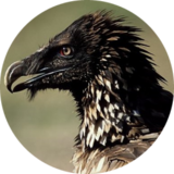 aiTheVulture