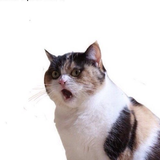 Hachimitsu