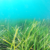 posidonia hujum