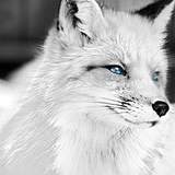 WhiteFox.ep