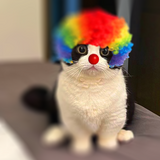 meowclown