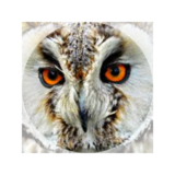 snowy_owl