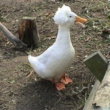 theducksayquak