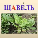 ЩавельНужен