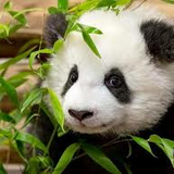 Panda_Korvin