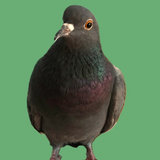 META5