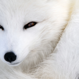 White___Fox