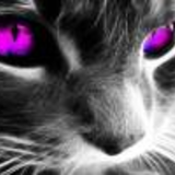 ULTRAVIOLET_CAT