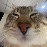 Кошачий Губернатор