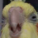Renzake