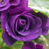 Purple rose