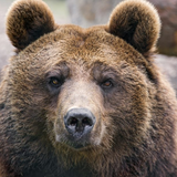 Burning_Bear