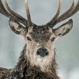 Deer2008
