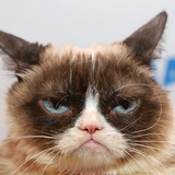 grumpycatyo