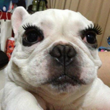 lmaofemdog
