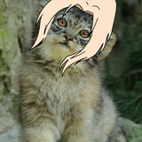 Manul Tsunade