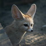 PlatinumFennec