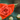 23154634