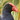 pukeko_pukeko