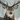 Deer2008