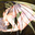 breathlow