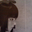 Idan_Shetelih