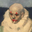 mуcоp