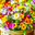 xomychok_84