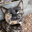 Fanya_Cat