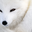 White___Fox