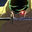 dusky-