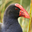 pukeko_pukeko