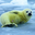sealchik