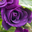 Purple rose