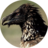 aiTheVulture