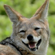 DobroJackal