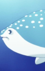 Китовая акула